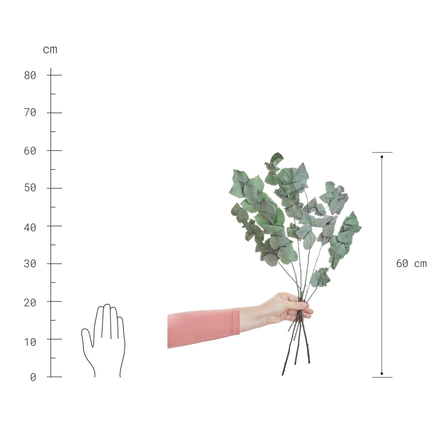 2x Trockenblumen Eukalyptus Länge 60cm FLOWER MARKET In Grün 4 2x Trockenblumen Eukalyptus Länge 60cm FLOWER MARKET In Grün – Bild 4