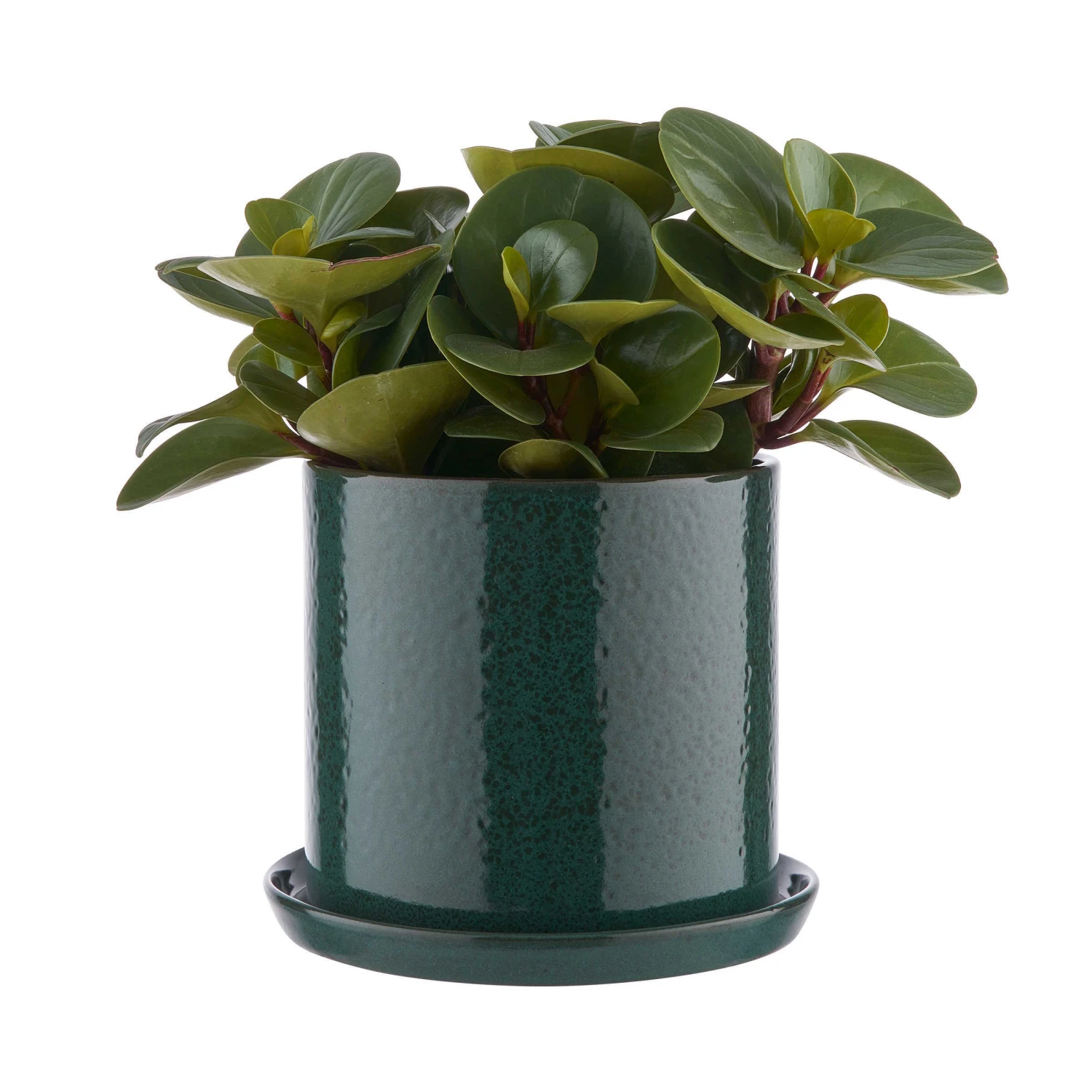Blumentopf Mit Teller Ø20cm PLANT PLACE In Grün 2 Blumentopf Mit Teller Ø20cm PLANT PLACE In Grün – Bild 2