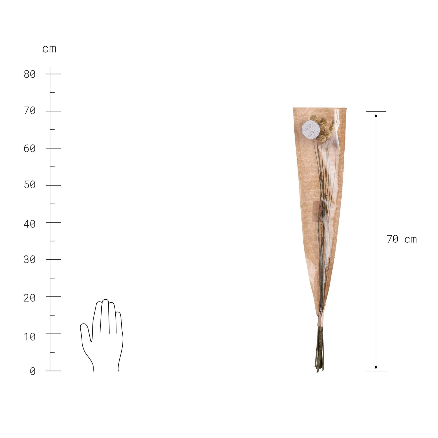 Trockenblumen Craspedia Länge 70cm FLOWER MARKET In Gelb 3 Trockenblumen Craspedia Länge 70cm FLOWER MARKET In Gelb – Bild 3