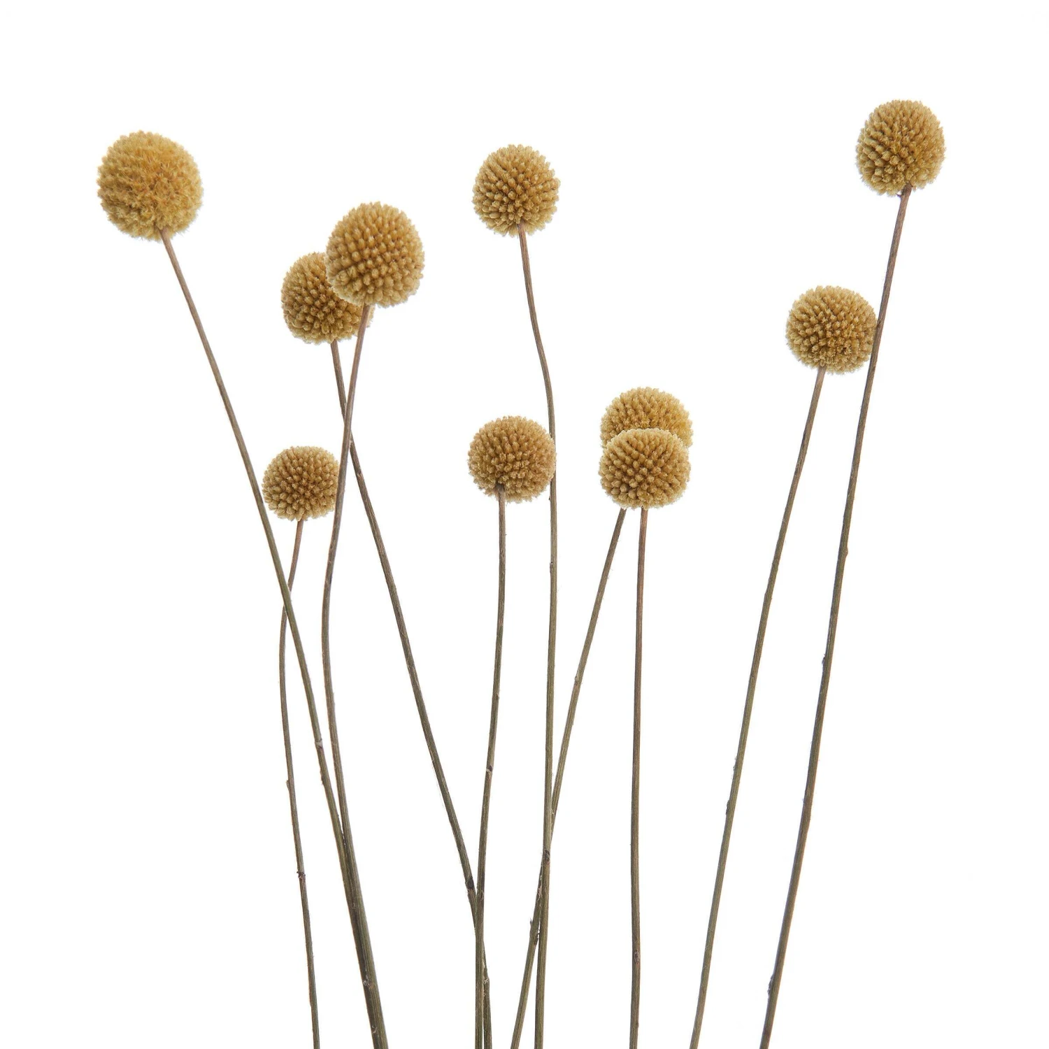 Trockenblumen Craspedia Länge 70cm FLOWER MARKET In Gelb 4 Trockenblumen Craspedia Länge 70cm FLOWER MARKET In Gelb – Bild 4