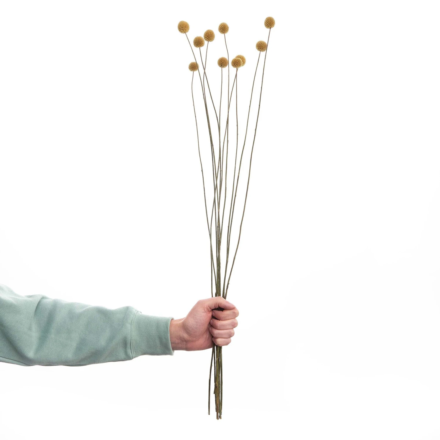 Trockenblumen Craspedia Länge 70cm FLOWER MARKET In Gelb 1 Trockenblumen Craspedia Länge 70cm FLOWER MARKET In Gelb