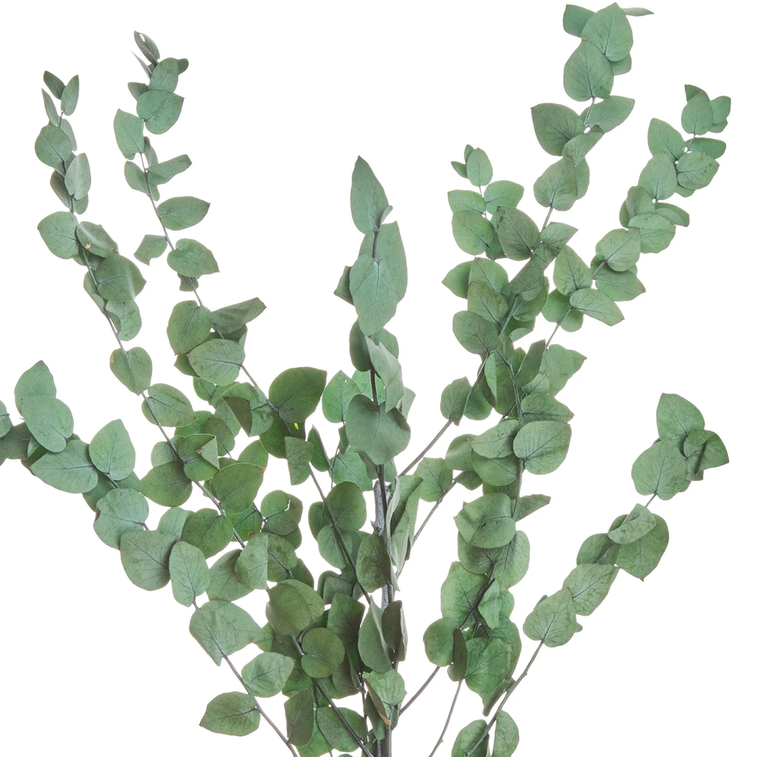 Trockenblumen Eukalyptus Länge 60cm FLOWER MARKET In Dunkelgrün 2 Trockenblumen Eukalyptus Länge 60cm FLOWER MARKET In Dunkelgrün – Bild 2