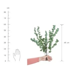 Trockenblumen Eukalyptus Länge 60cm FLOWER MARKET In Dunkelgrün 5 Trockenblumen Eukalyptus Länge 60cm FLOWER MARKET In Dunkelgrün -Butlers butlers trockenblumen eukalyptus lange 60cm flower market in dunkelgrun 2